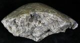 Polished Fossil Coral Head - Morocco #22333-1